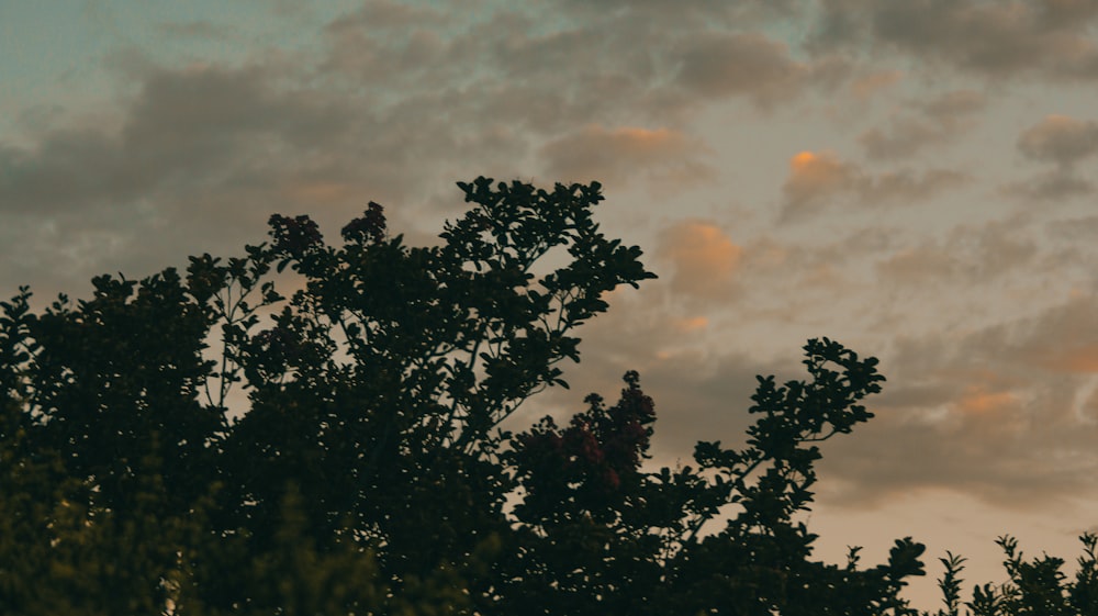 a tree is silhouetted against a cloudy sky