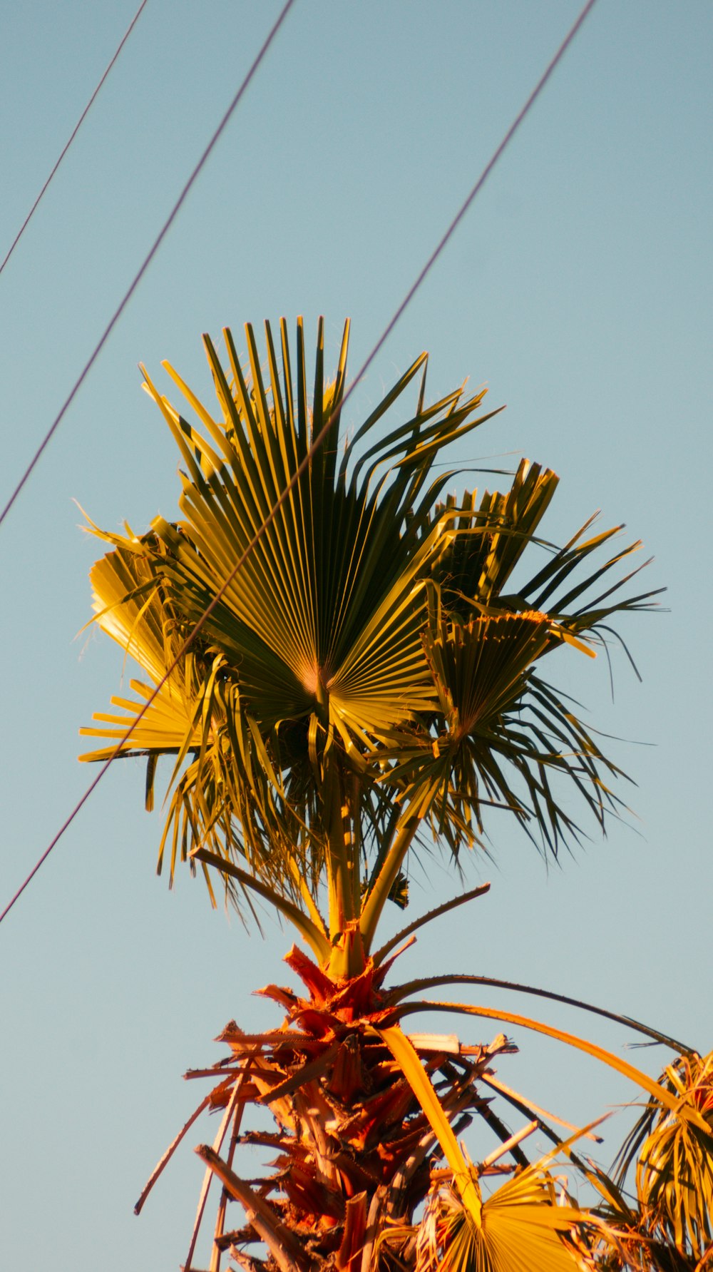 a close up of a palm tree with power lines in the background