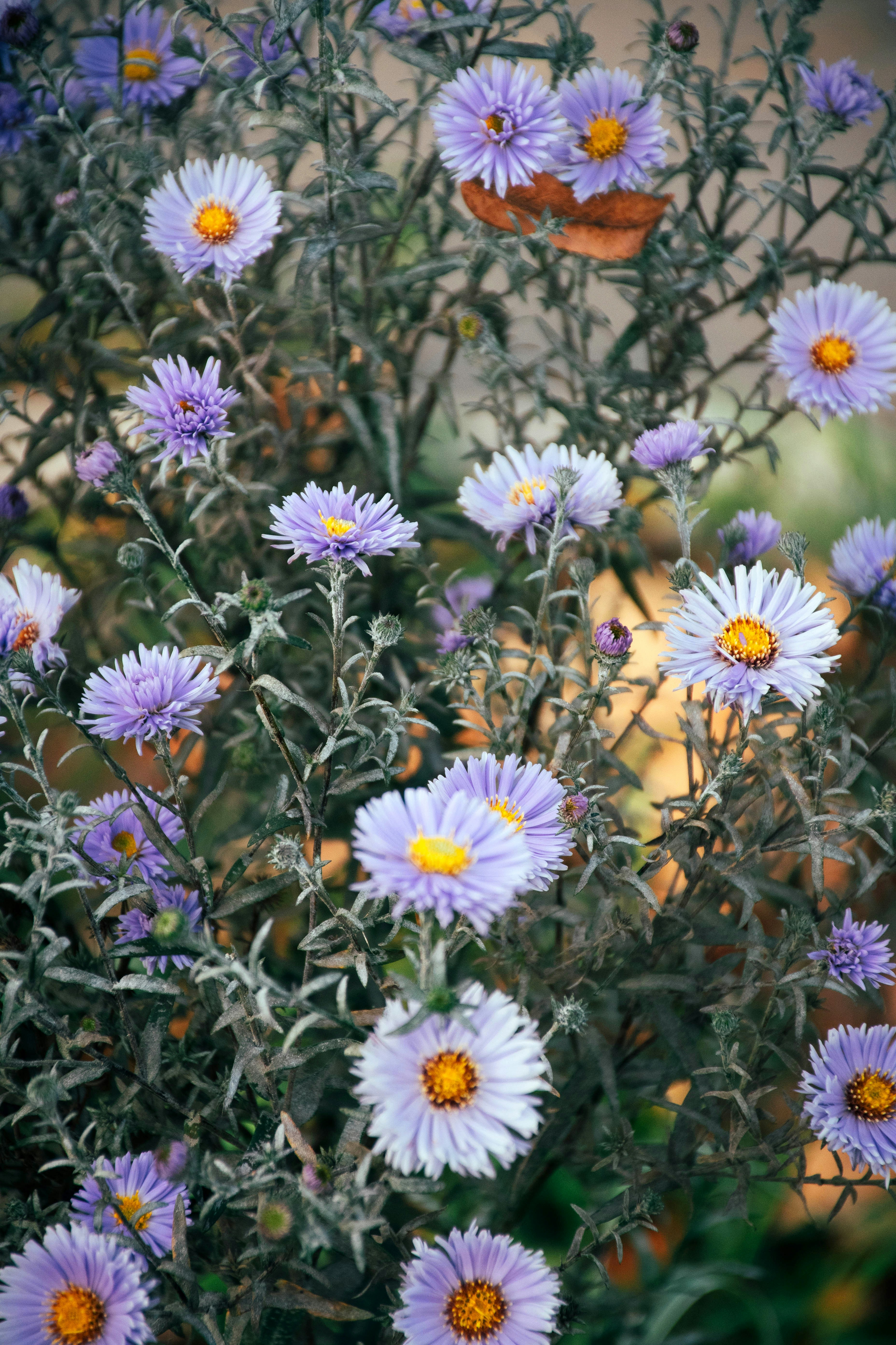 Photo by olga_trishi