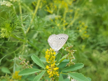A delicate butterfly with intricate black patterns on its wings sits on a cluster of small yellow flowers surrounded by lush green foliage. The scene is serene and natural, capturing a moment in the vibrant plant life.
