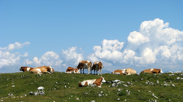 A peaceful pasture with various cattle grazing under a bright blue sky.