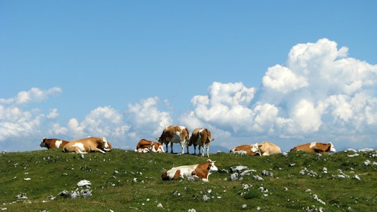 A group of cows resting and grazing on a grassy hill under a bright blue sky dotted with fluffy white clouds. The scene captures a peaceful pastoral landscape with cows of brown and white coloring scattered across the green terrain.