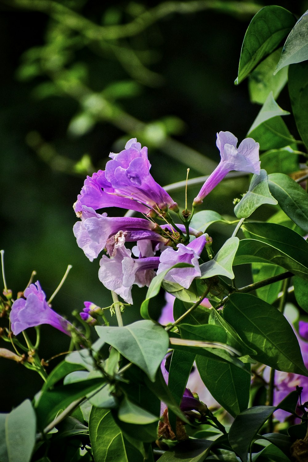 a purple flower is blooming on a tree