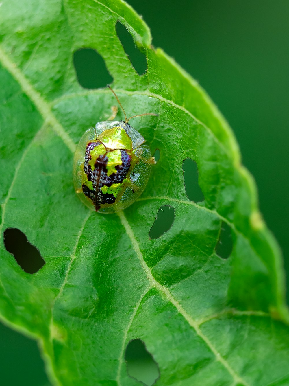 a bug sitting on top of a green leaf