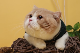 A chubby brown and white cat gazes upwards, surrounded by a bundle of neatly coiled brown rope. The background is a warm yellow, and there is a touch of greenery behind the cat.