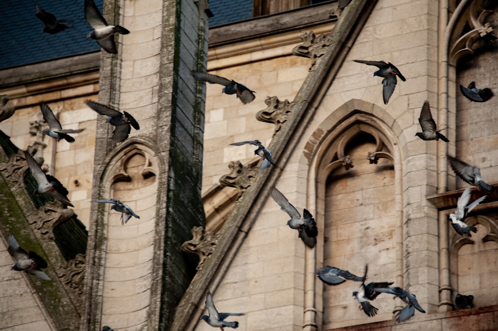 a flock of birds flying over a tall building