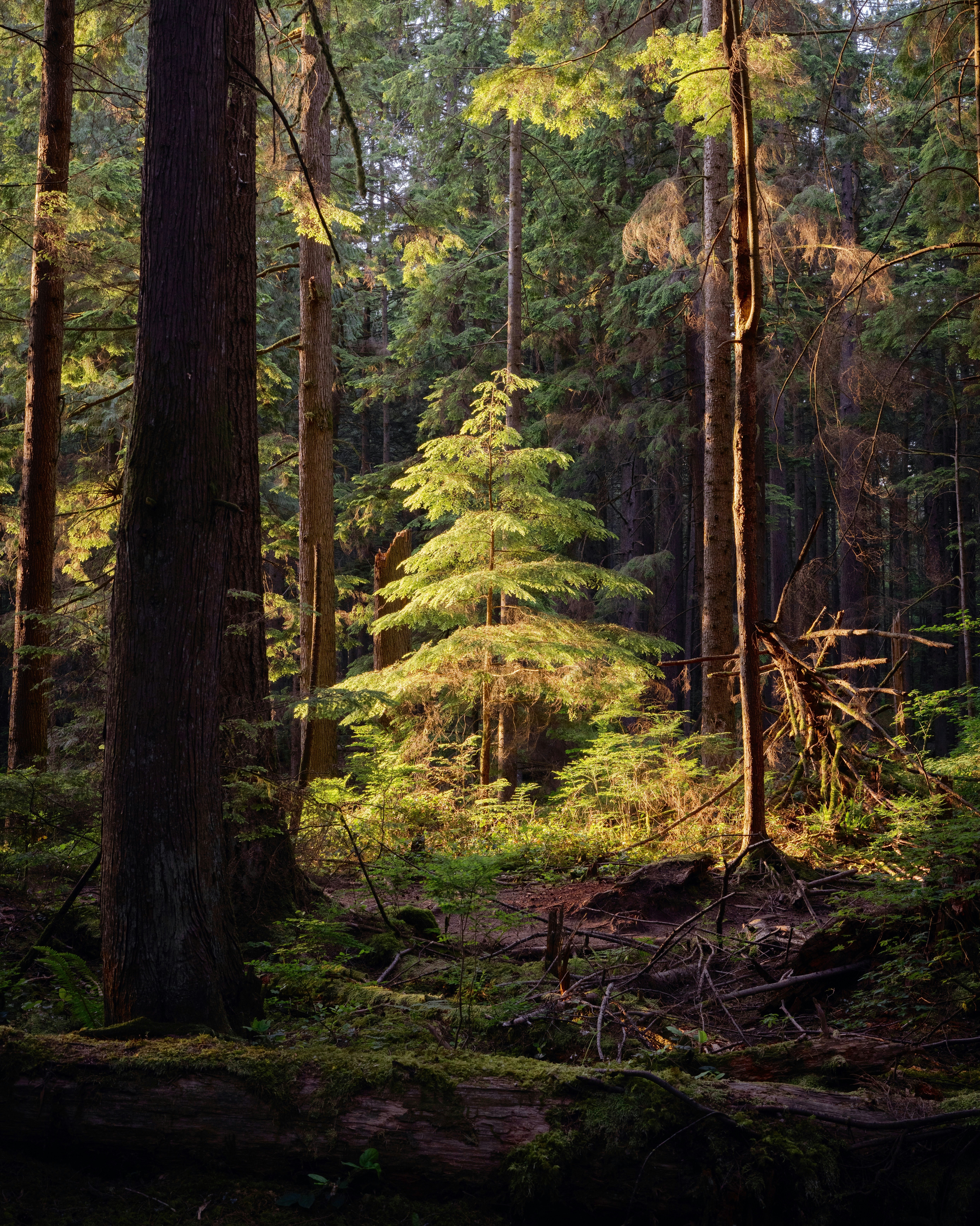 Photo by arianmontazeri