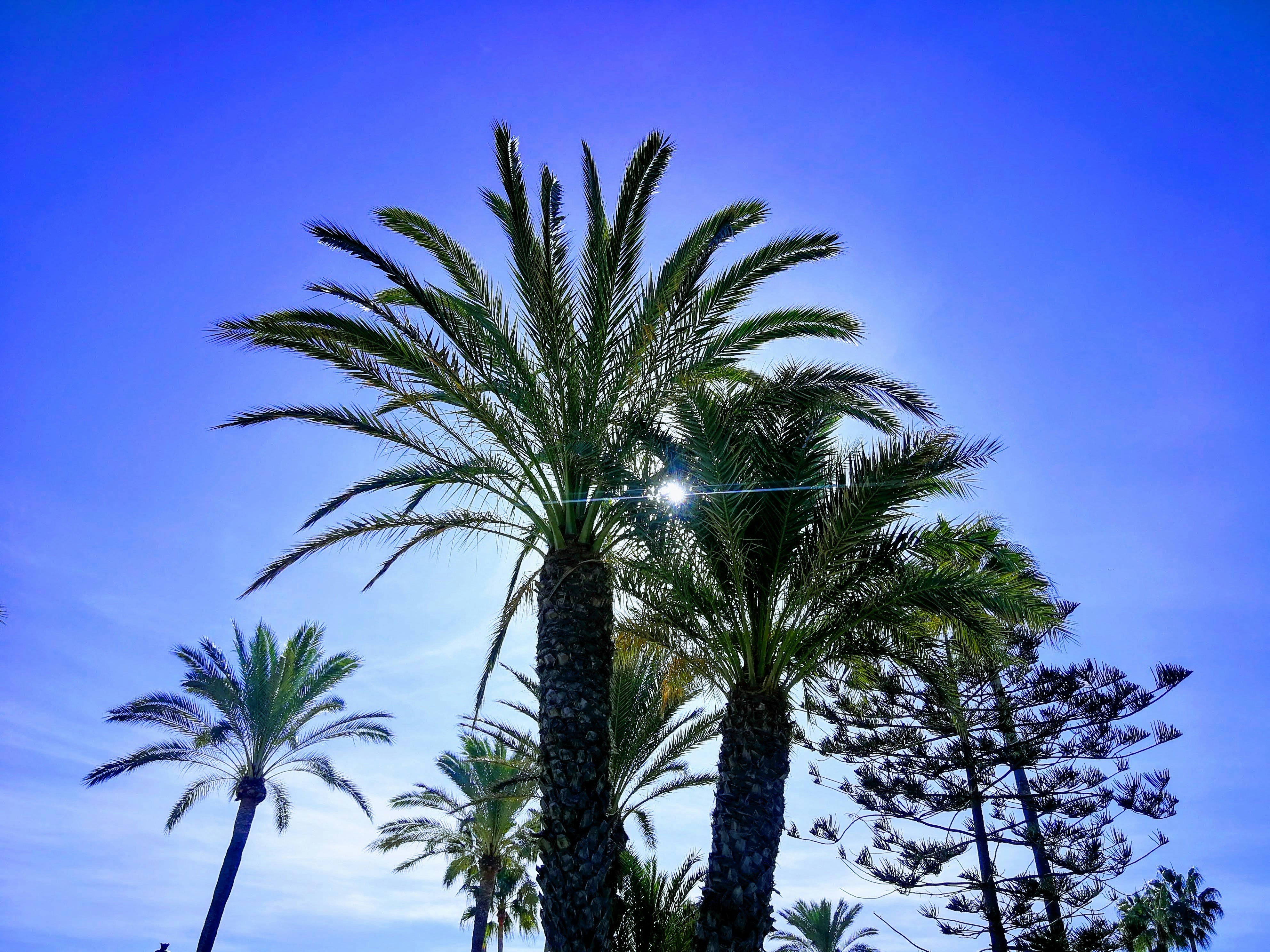 a couple of palm trees sitting next to each other