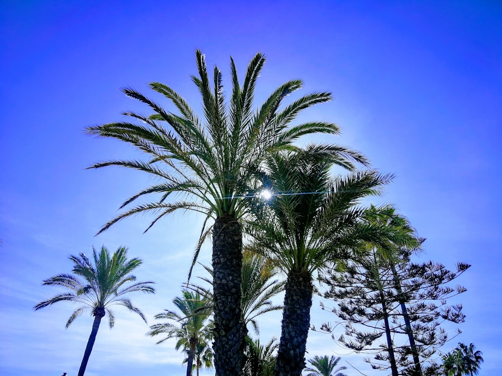 a couple of palm trees sitting next to each other