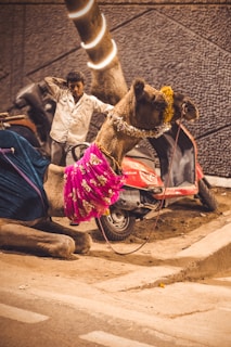 A camel adorned with a vibrant pink and gold-patterned decorative cloth and garlands is sitting on the side of a street. Behind the camel, a young boy stands with his hands on his head, next to a red three-wheeled vehicle, possibly a rickshaw. The background features a textured wall and a tree wrapped with illuminated lights, creating an interesting contrast between the urban environment and the camel.