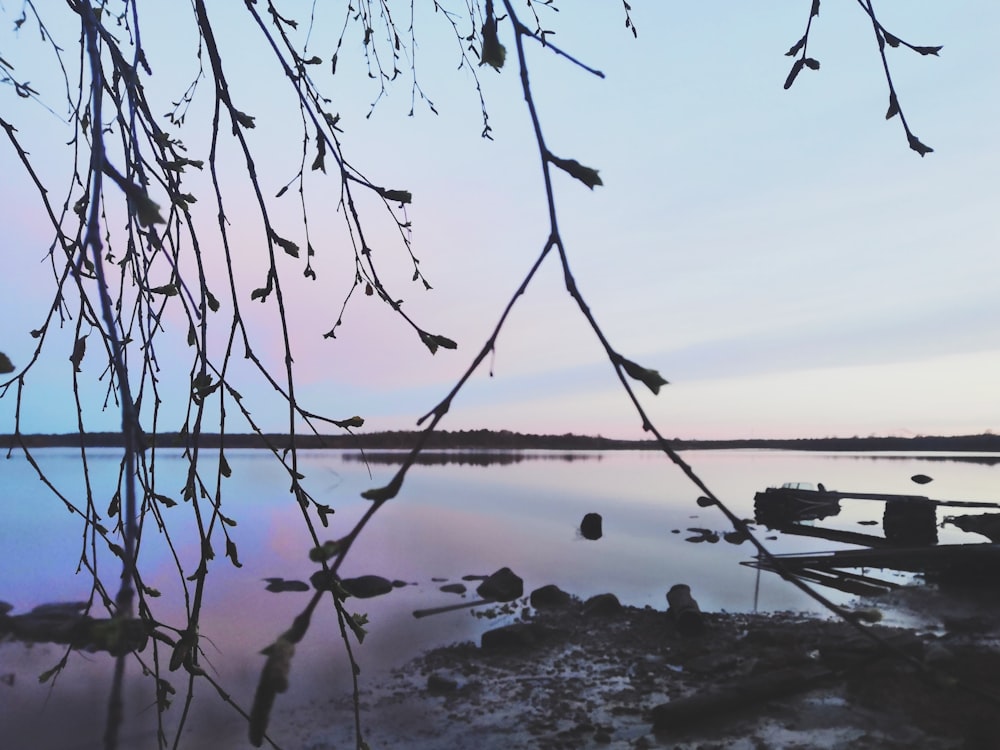 a body of water with a tree branch in the foreground