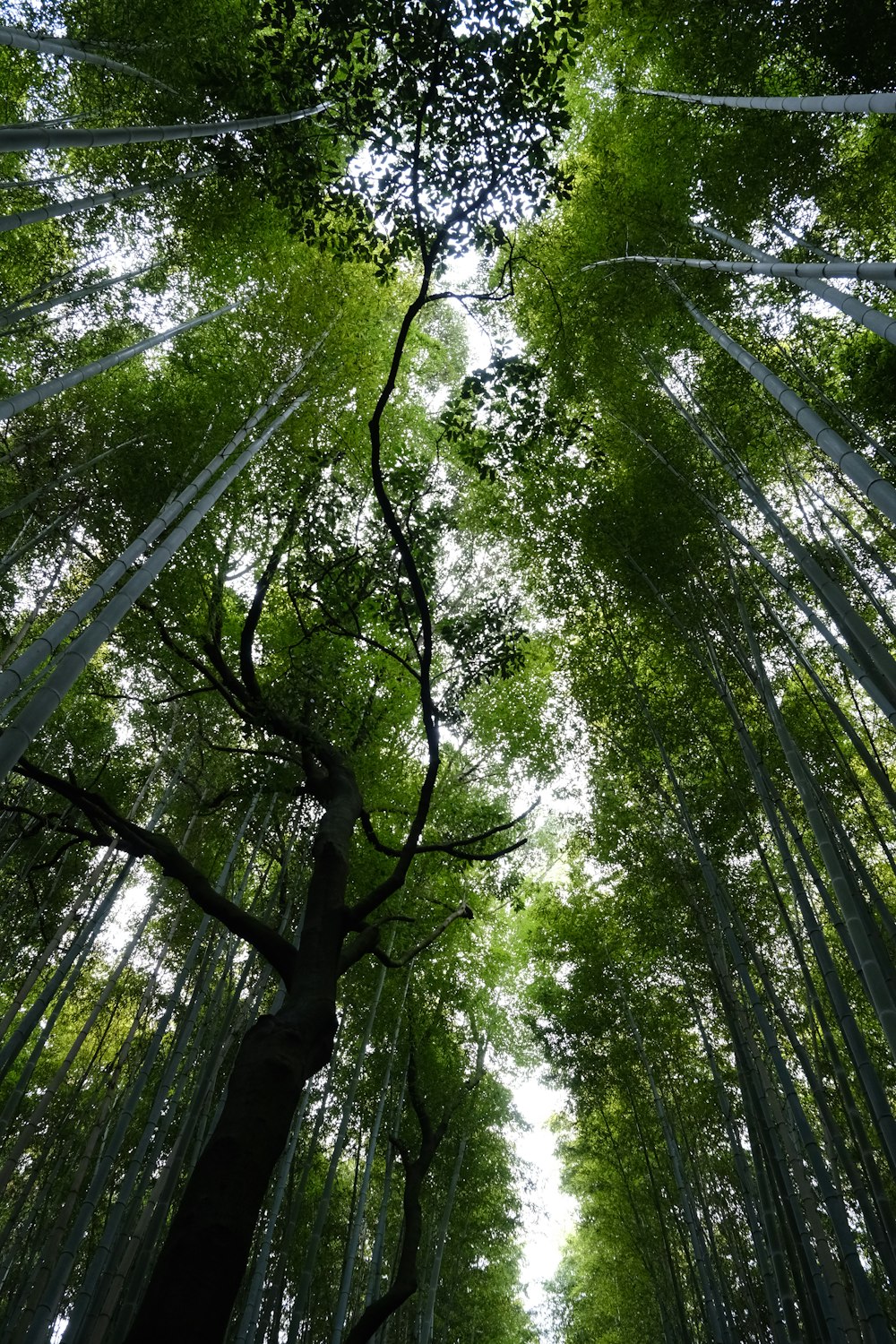 a tall bamboo tree in the middle of a forest