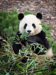a panda bear sitting in the grass eating bamboo