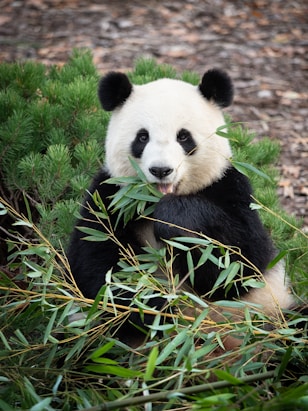 a panda bear sitting in the grass eating bamboo