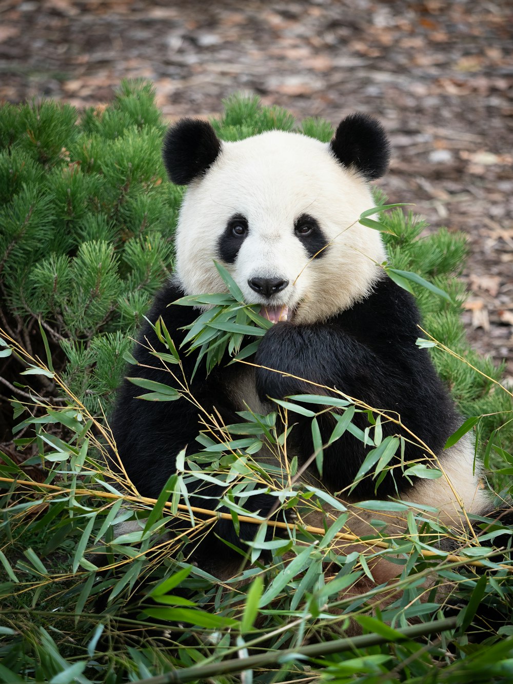 a panda bear sitting in the grass eating bamboo