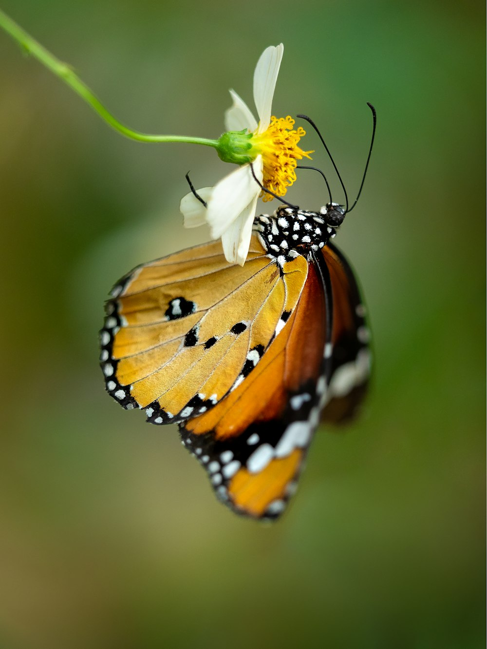 a close up of a butterfly on a flower