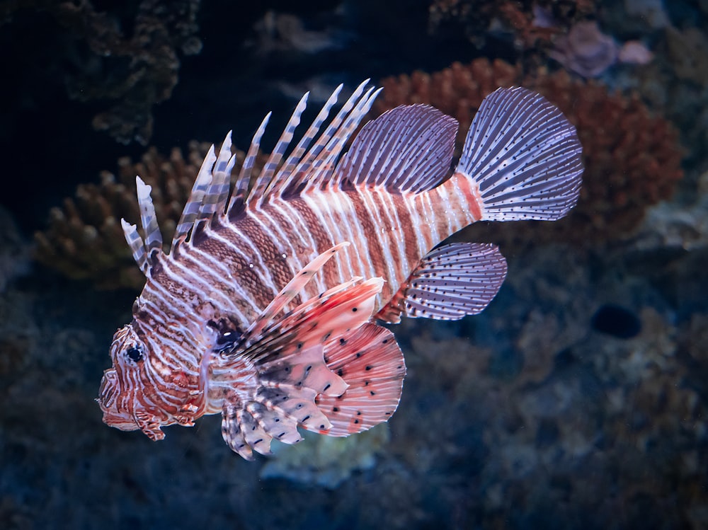 a close up of a fish on a coral