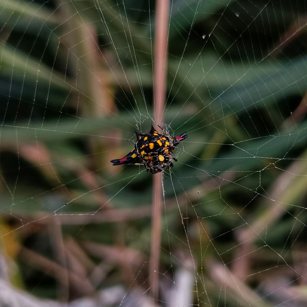 a close up of a spider on a web