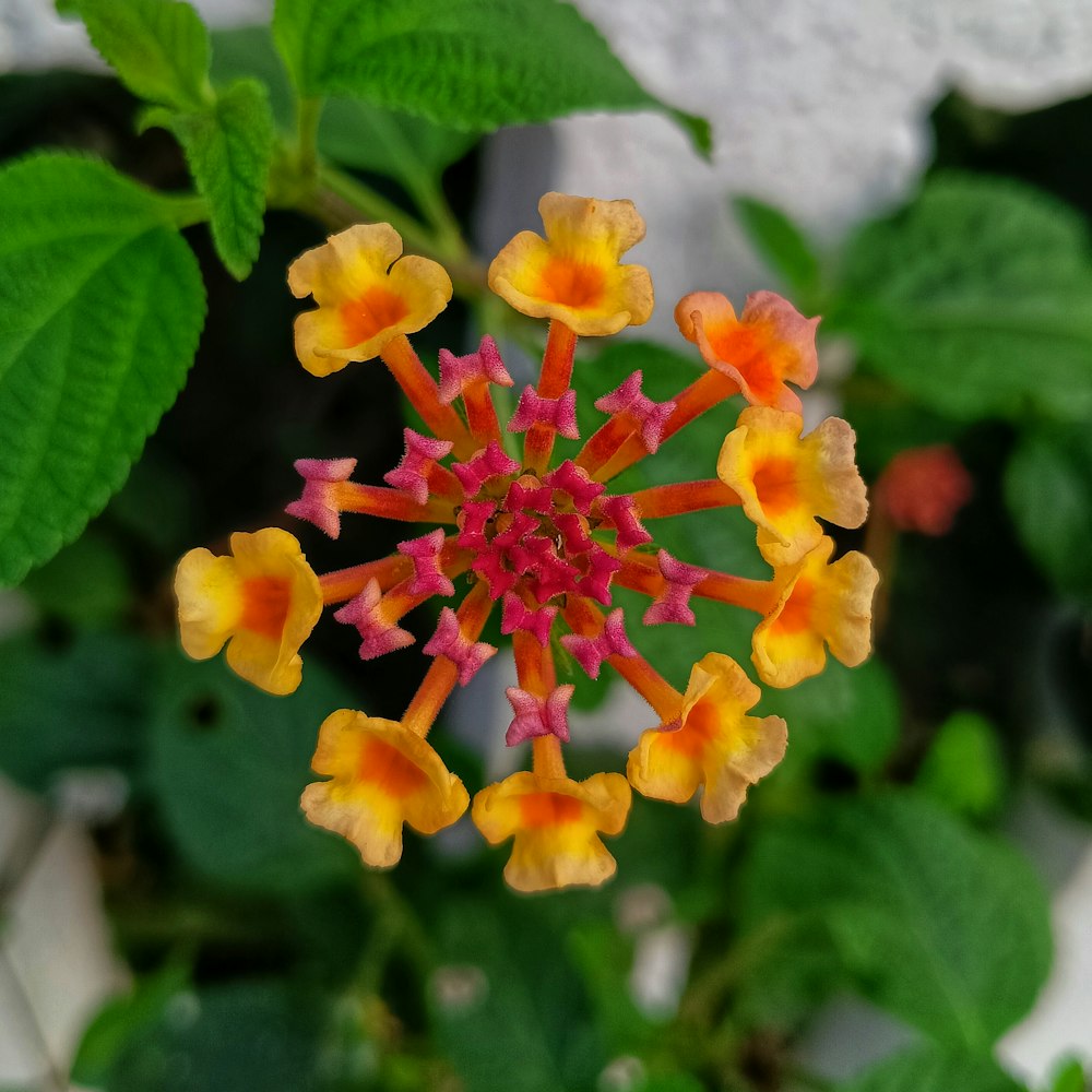 a close up of a flower on a plant