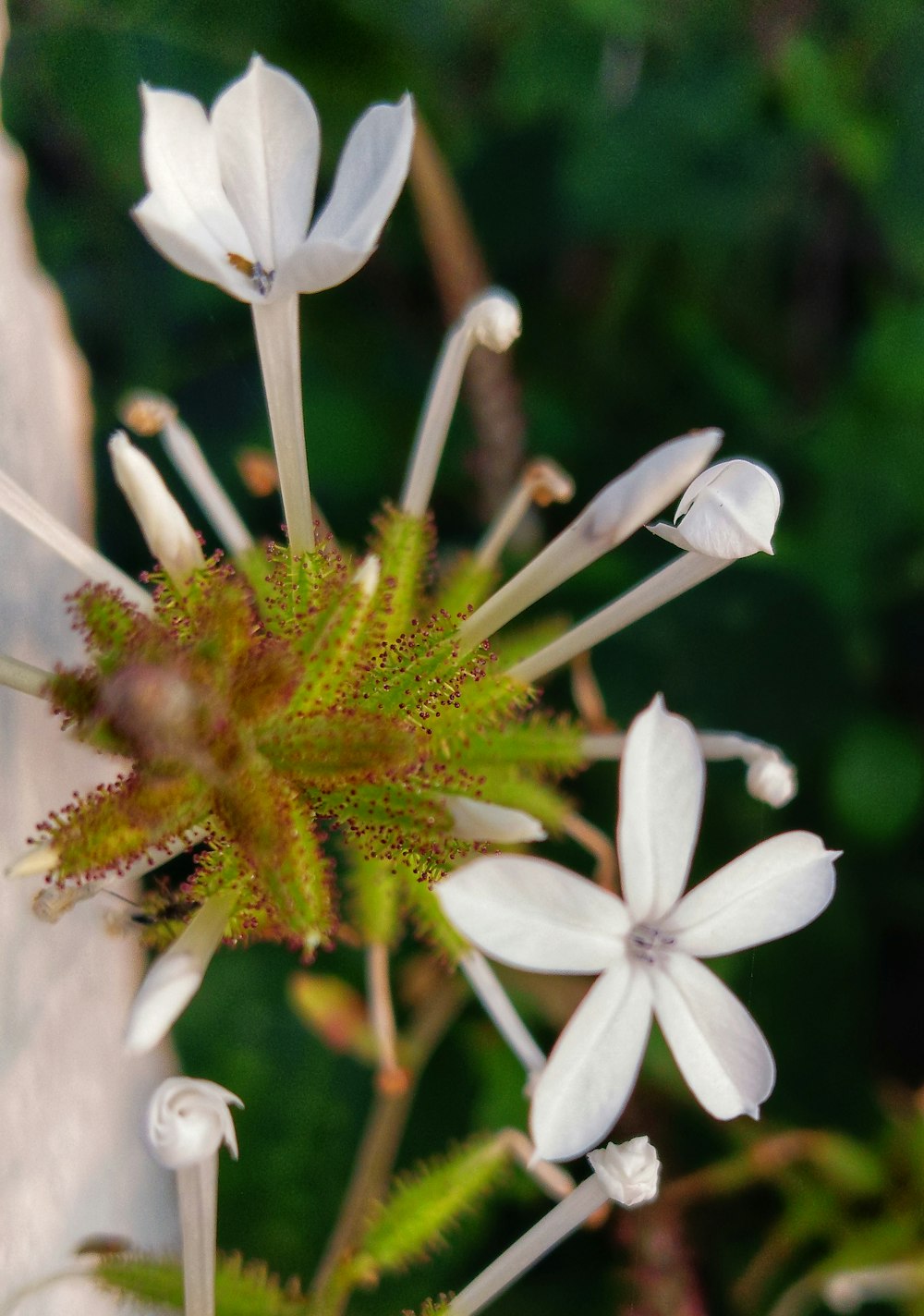 a close up of a white flower on a plant