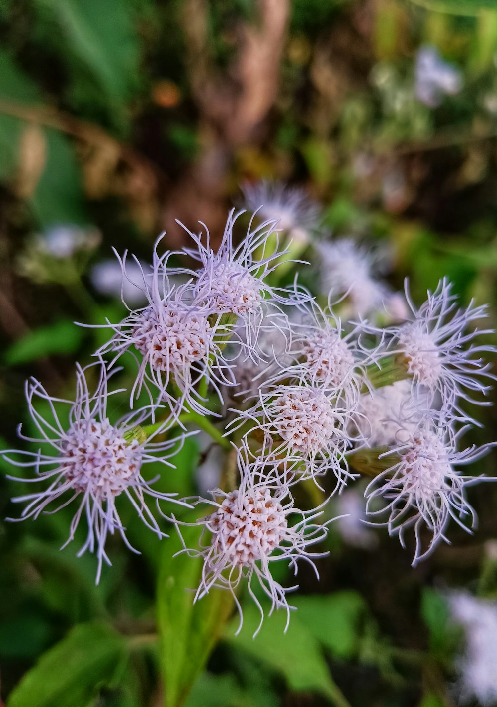 a close up of a bunch of white flowers