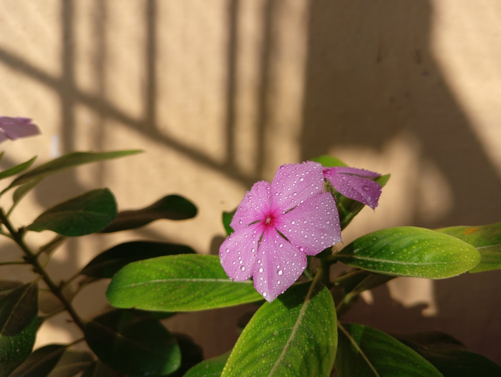 a pink flower with water droplets on it