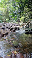 Soft waves of a calm forest stream reflecting the green canopy above.