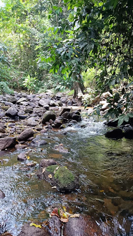 Soft waves of a calm forest stream reflecting the green canopy above.