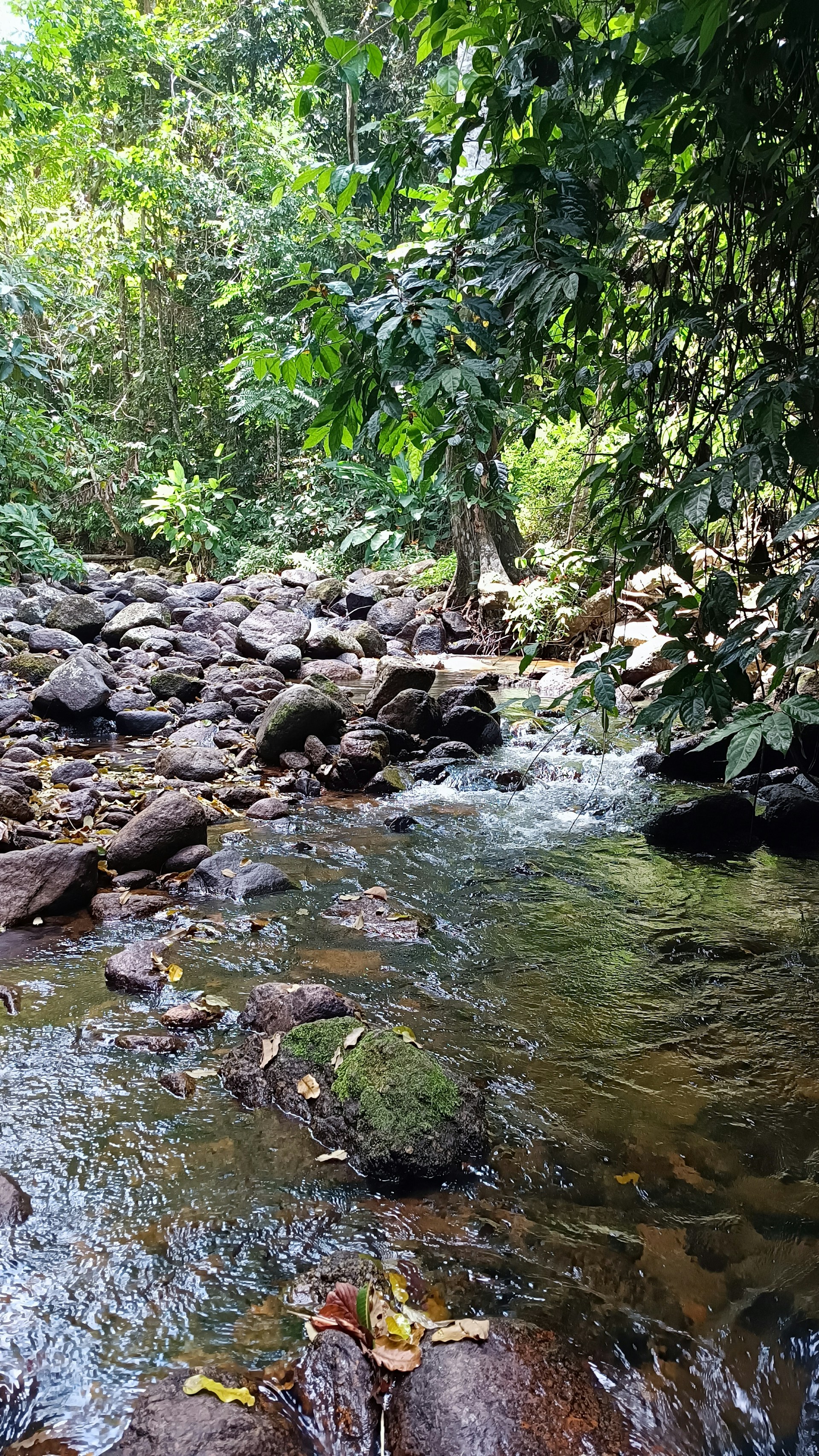 A peaceful stream flowing through lush greenery, reflecting the soothing spirit of Reiki Verde.