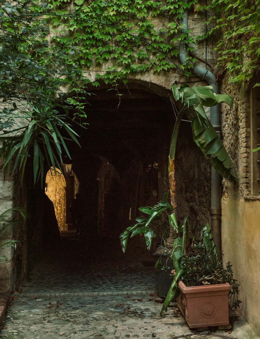 a stone tunnel with plants growing out of it