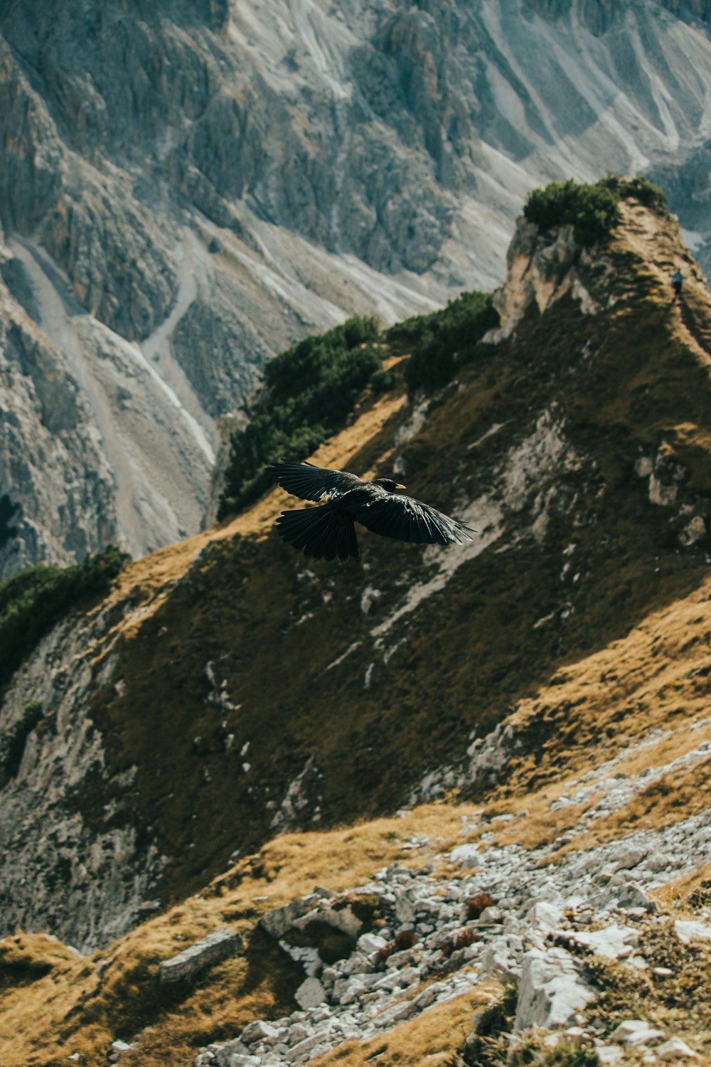 a large bird flying over a mountain side