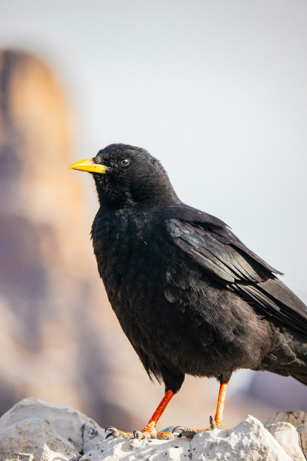 a black bird with a yellow beak standing on a rock