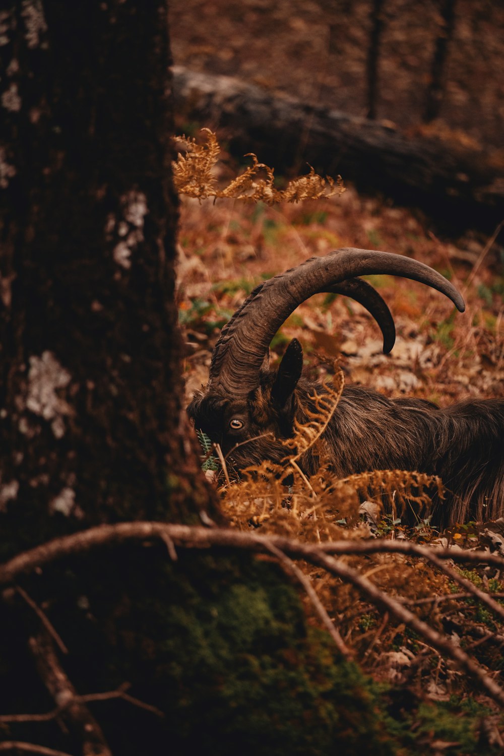 an animal with long horns standing in the woods