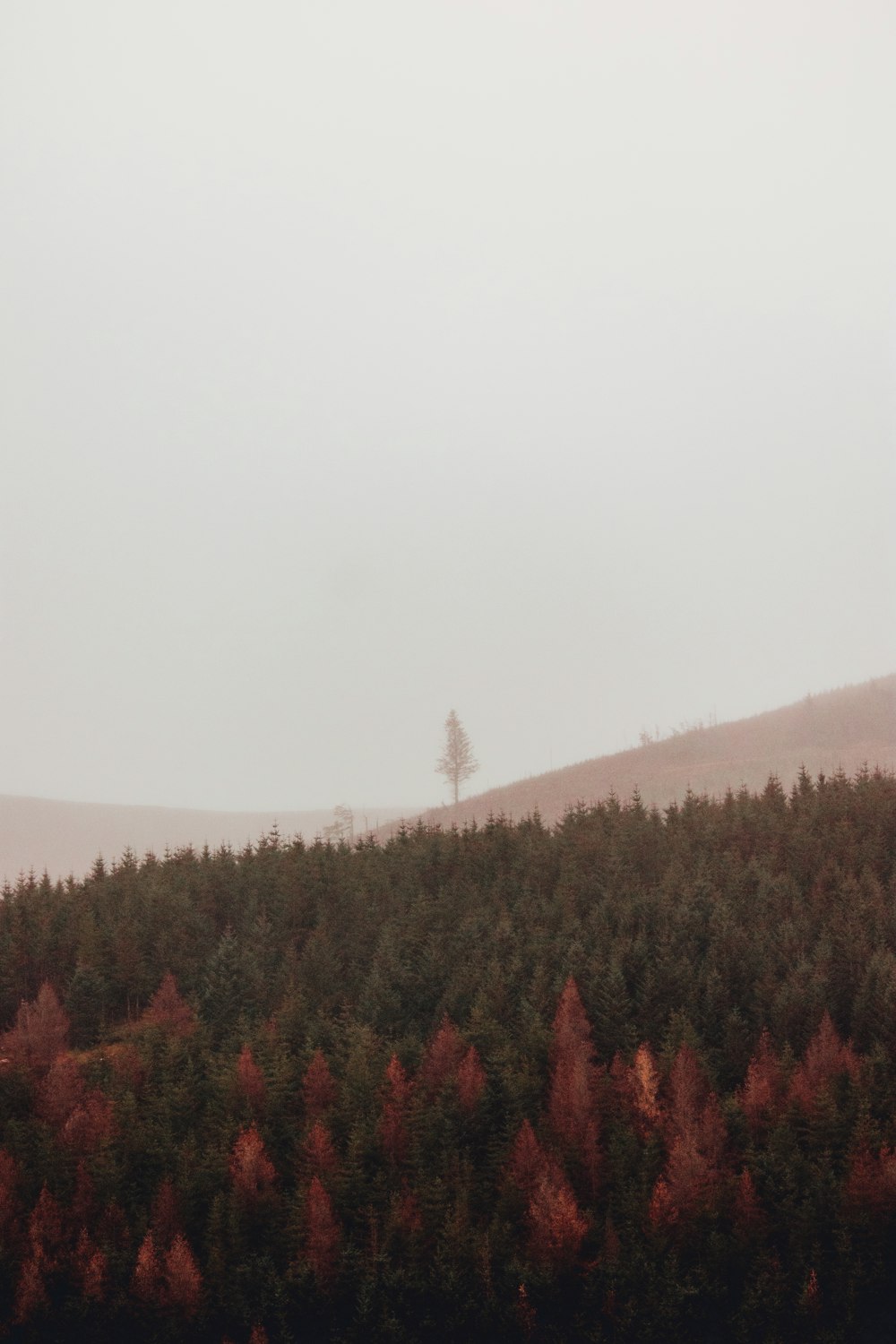 a foggy day with a lone tree on a hill