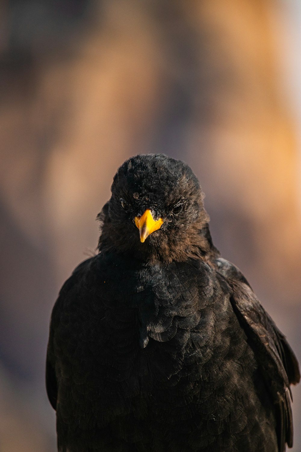 a close up of a black bird with a yellow beak