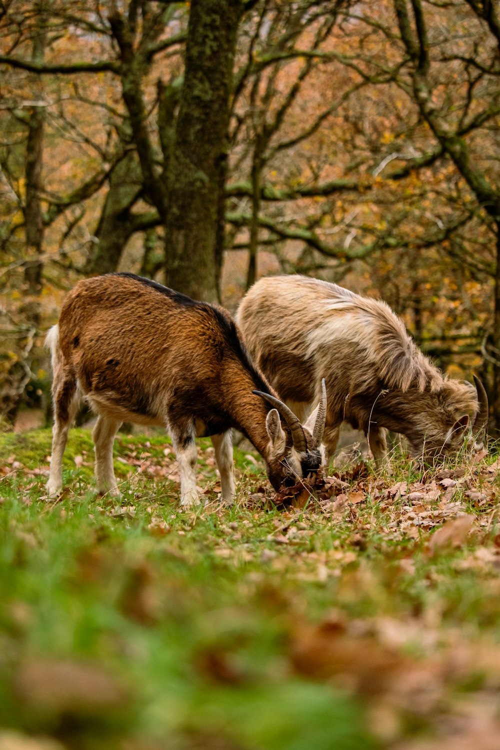 two goats eating grass in a wooded area