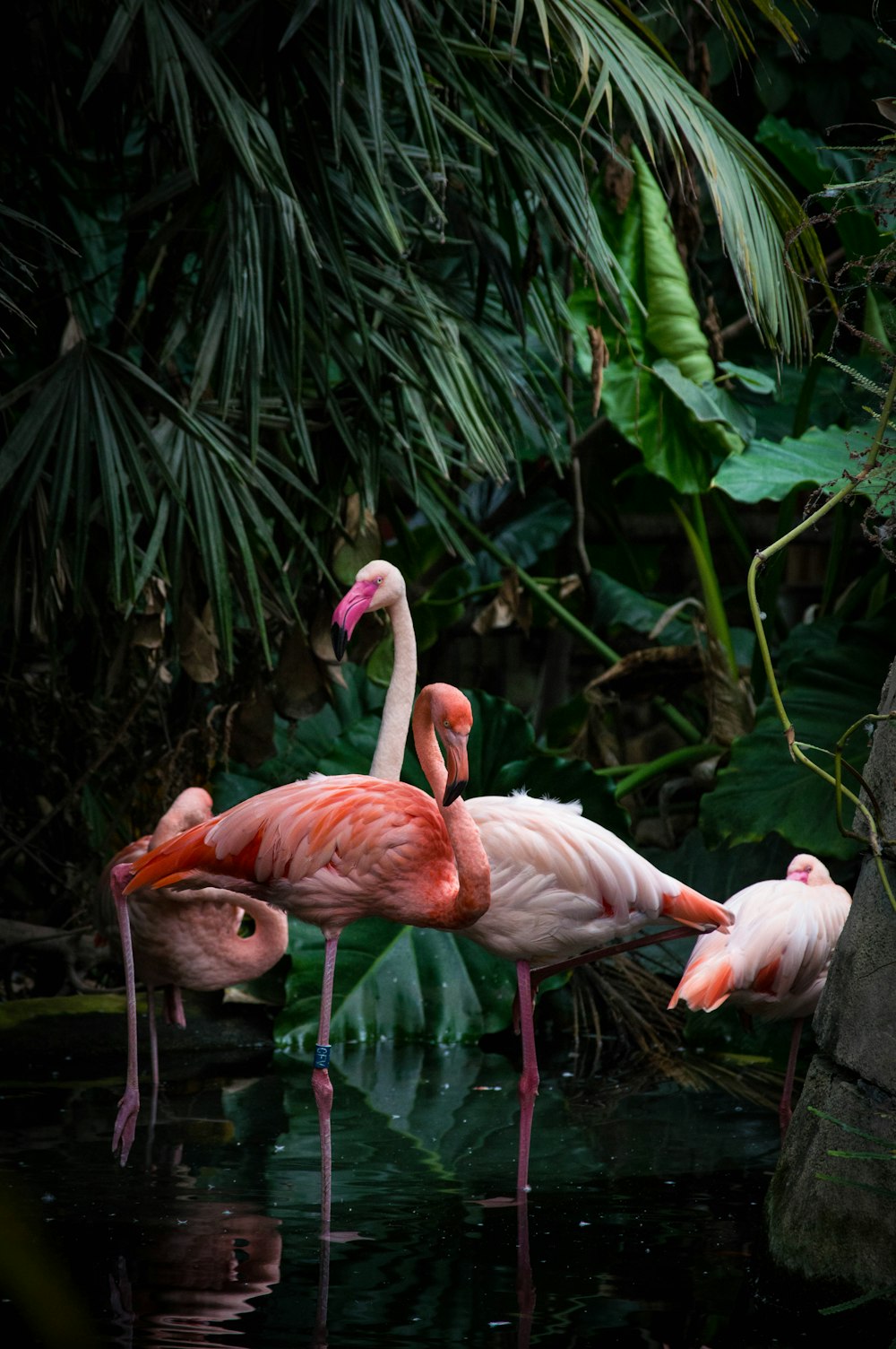 a group of flamingos standing in the water