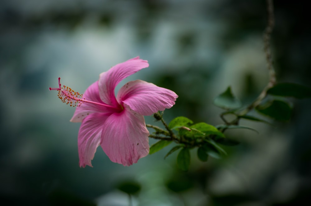 a pink flower with green leaves in the background