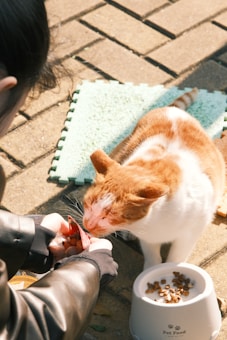 A person is feeding a ginger and white cat using a packet of food on a paved surface. The cat is standing on a textured, light green mat beside a white bowl containing kibble.