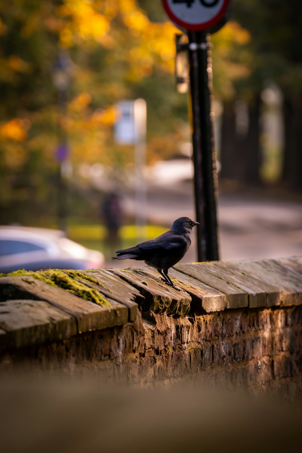 un uccello nero seduto su una sporgenza di legno accanto a un cartello stradale
