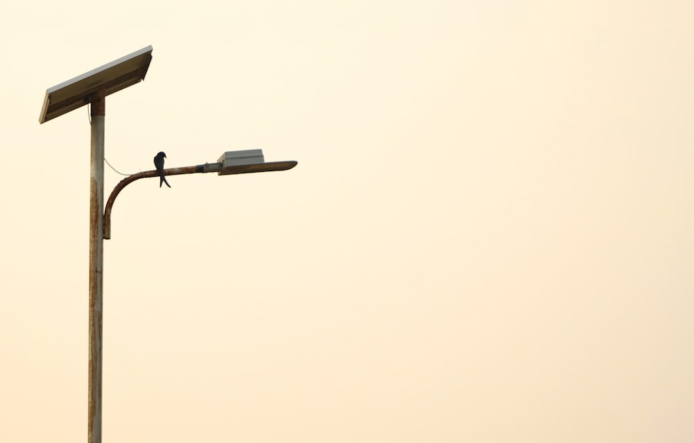 a street light with a bird sitting on top of it