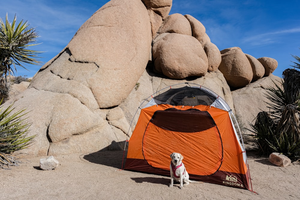 a dog sitting in front of a tent in the desert