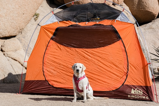 A dog wearing a pink harness sits in front of an orange and brown tent. The tent is set up on a sandy ground with large rocks in the background.