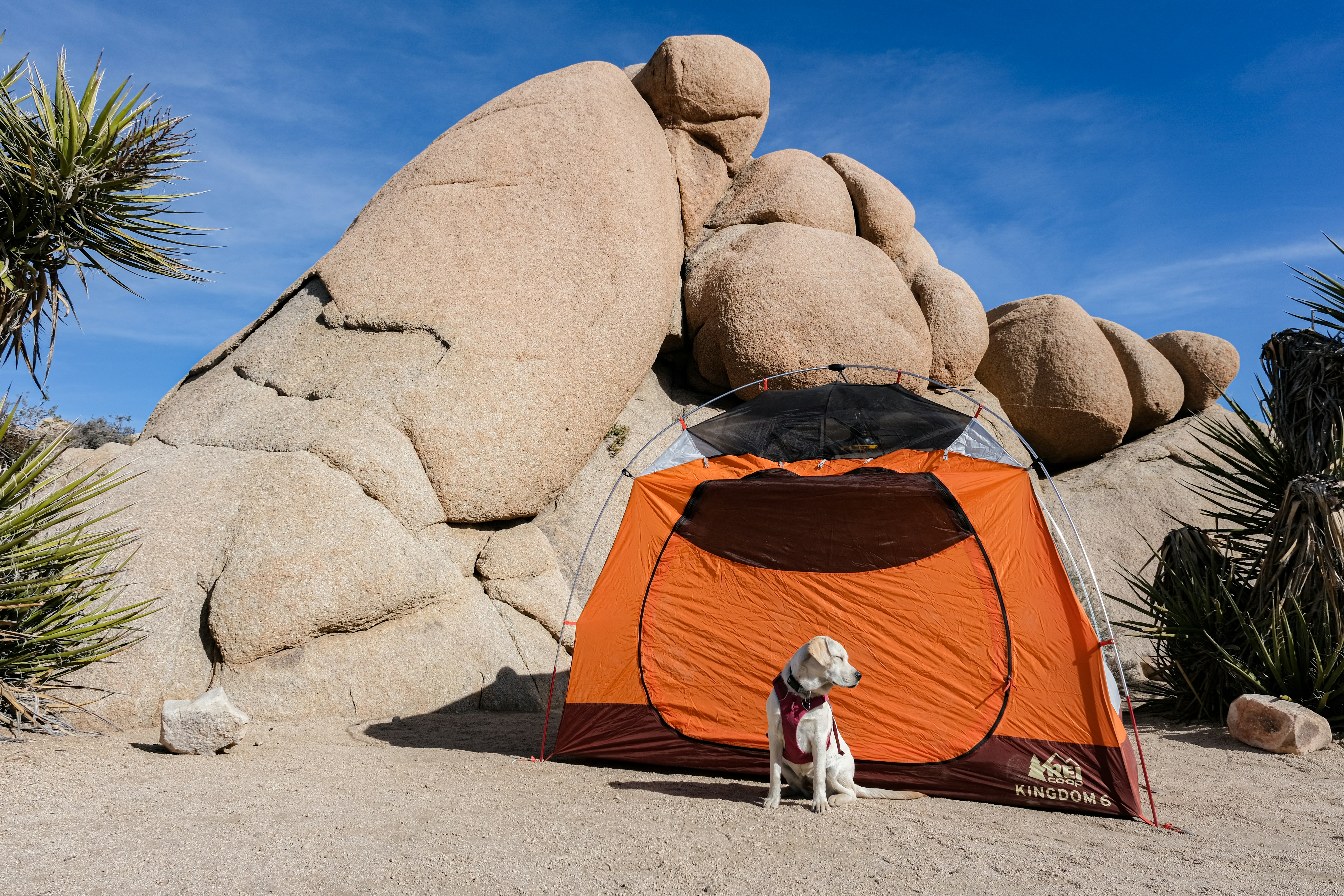 Um cachorro sentado em frente a uma barraca no deserto foto – Imagem grátis  sobre Animal na Unsplash, image size:3000x2000