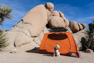 An orange camping tent is set up in front of a large, rugged rock formation, surrounded by desert vegetation. A dog with a scarf is sitting in front of the tent, with clear blue skies above.