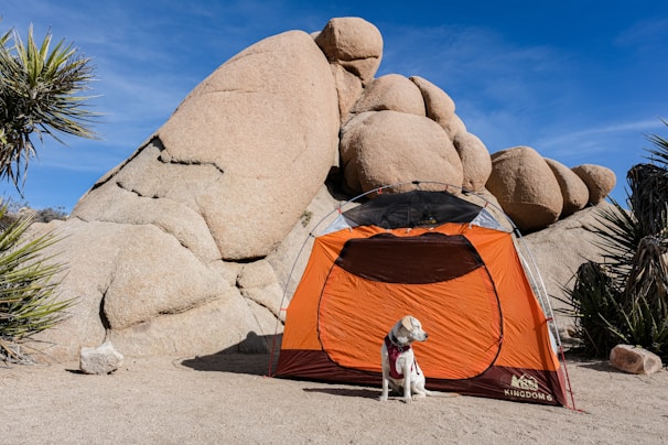 An orange camping tent is set up in front of a large, rugged rock formation, surrounded by desert vegetation. A dog with a scarf is sitting in front of the tent, with clear blue skies above.