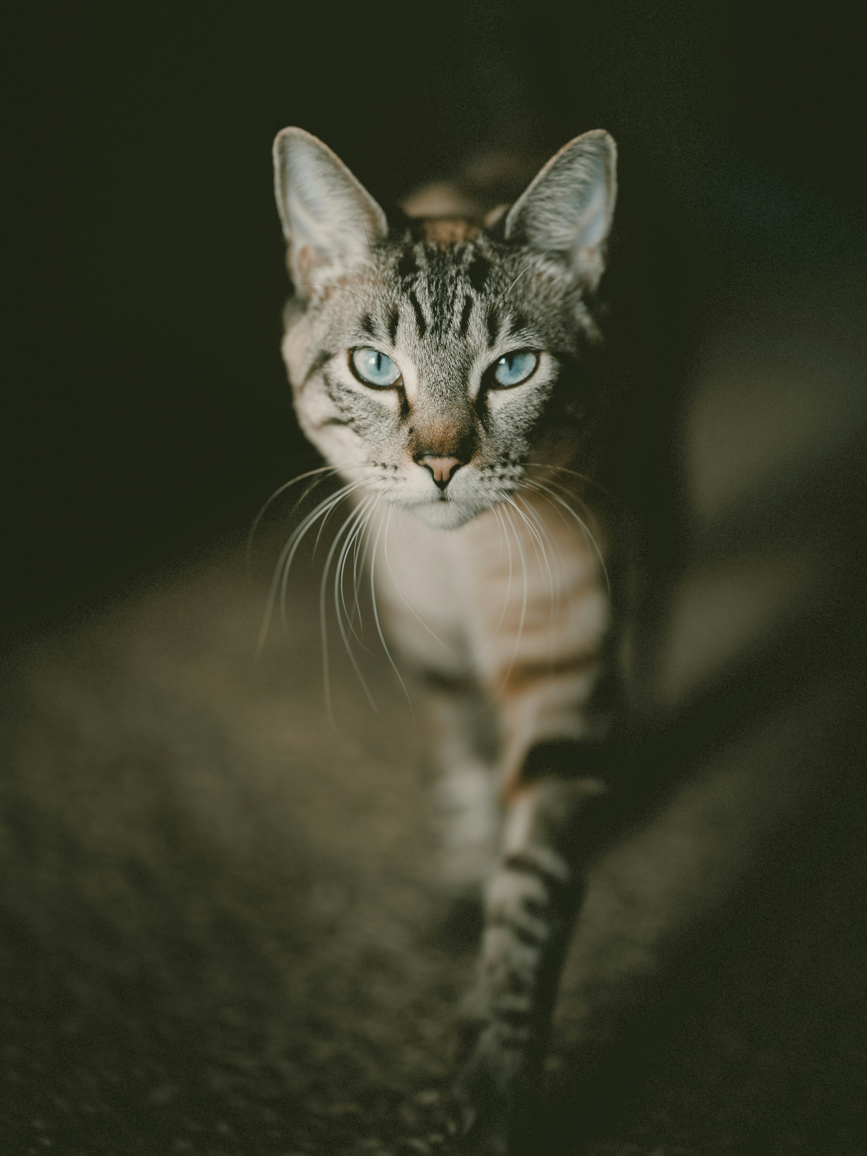 Photo by andybodemer