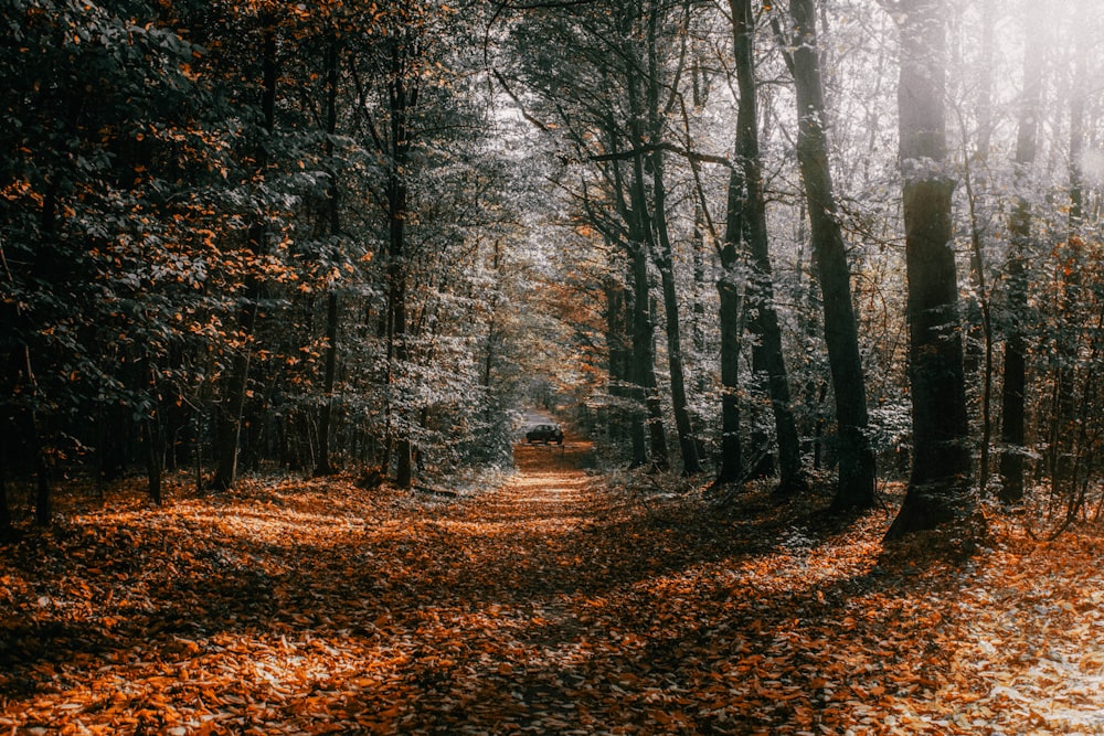 a path in the middle of a forest with lots of leaves on the ground