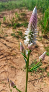 A single flowering plant stands upright in a sandy, arid environment. The plant features a tall, slender stalk with several blooms. The flowers are elongated and cone-shaped, primarily white with a subtle hint of pink at the tips. The background consists of dry soil with some sparse green vegetation.