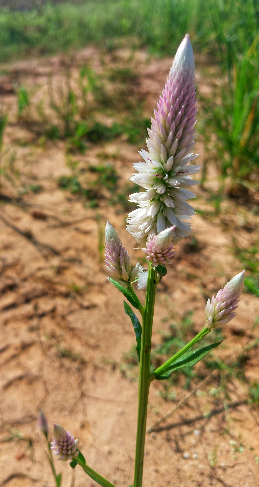 a purple and white flower in a field